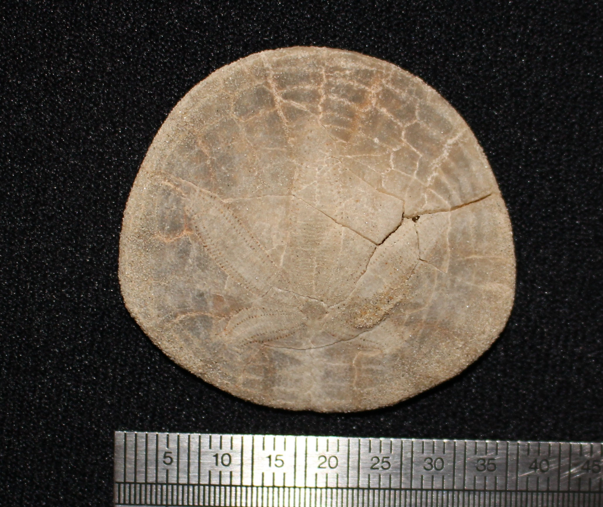 Dendraster casmaliaensis