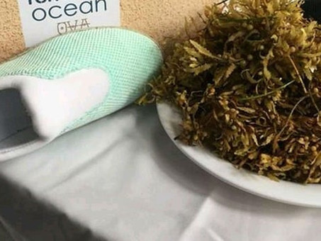 Mexicanos crean productos con "Sargazo" - Una alternativa al problema en el caribe.