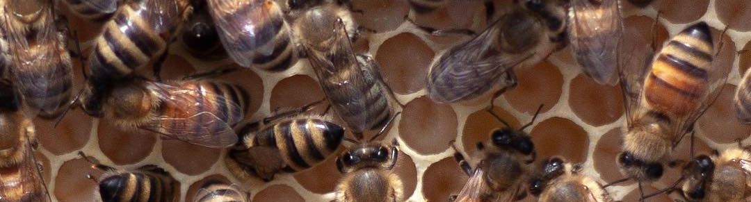 Honeycomb with larvae under worker bees taking care of the larvae.