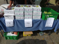 ときわヴィレッジ産ぶどう・マスカット