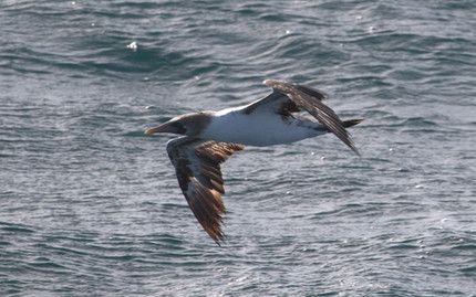 Booby Sighting off the Coast of Ventura