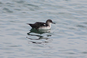 Black-vented Shearwater
