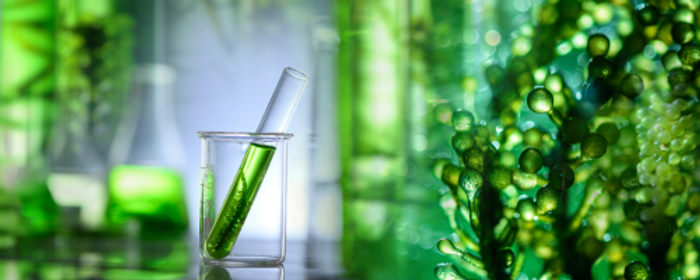 algae image.png