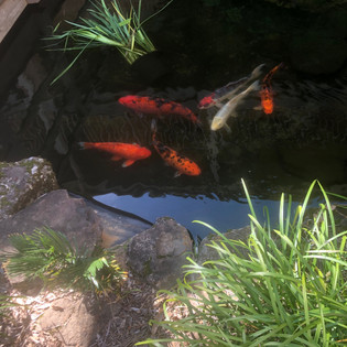 This pond is just outside our unit