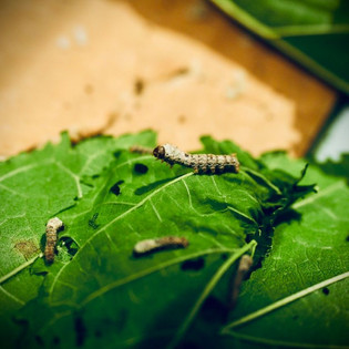 Silkworms