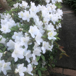 Divine handiwork around us here at Courtlands Village