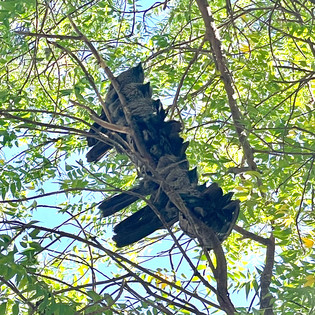 Apostle Birds
