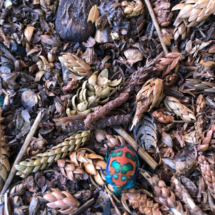 "Nature is all around us even at the park”
- Luella Stone