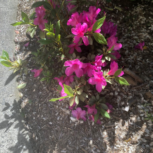 Divine handiwork around us here at Courtlands Village