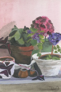 Les hortensias de Douarnenez