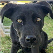 Puppy eyes will give me all my heart desires!