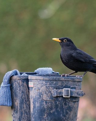 OISEAU LPO.jpg