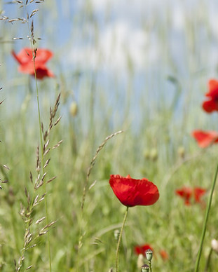 coquelicots.jpg