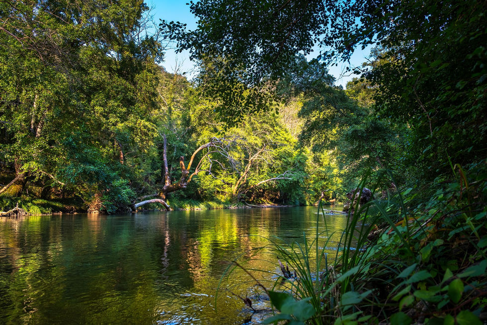 rainforest-3810953_1920.jpg