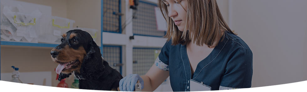 Veteriner hekim, evcil hayvanı inceliyor, YeniVet Yorumları, mavi eldivenler ve kıyafetler.