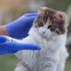 Veteriner eldivenli bir el kediye dokunuyor, dost canlısı evcil hayvan, YeniVet Yorumları.