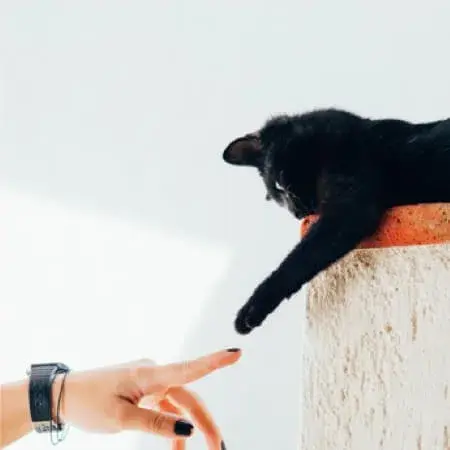 Küçük resim: Siyah kedi uzanıyor, parmağa dokunuyor. Vahşi bir kedi ve insan etkileşimi.