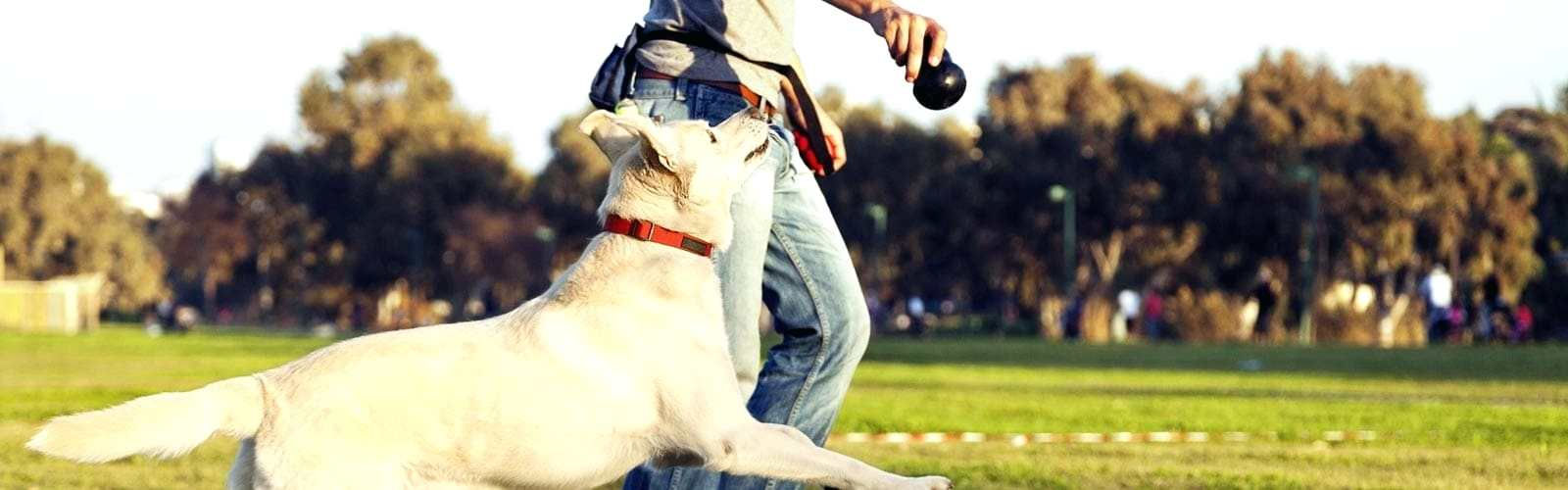 Adam köpeğe top atıyor, beyaz köpek havada, parkta mutlu, YeniVet Yorumları, Tavsiye Benden.