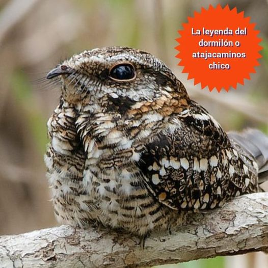 LA LEYENDA DEL DORMILÓN O ATAJACAMINOS CHICO