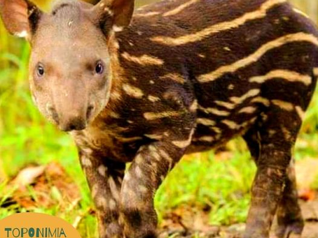 TOPONIMIA GUARANÍ DEL DÍA DE HOY: MBOREBI