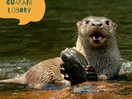 TOPONIMIA GUARANÍ DEL DÍA DE HOY: LOBORÍ (LOBORY)