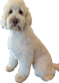 Lilly formaly Petunia 4 Months_edited.png