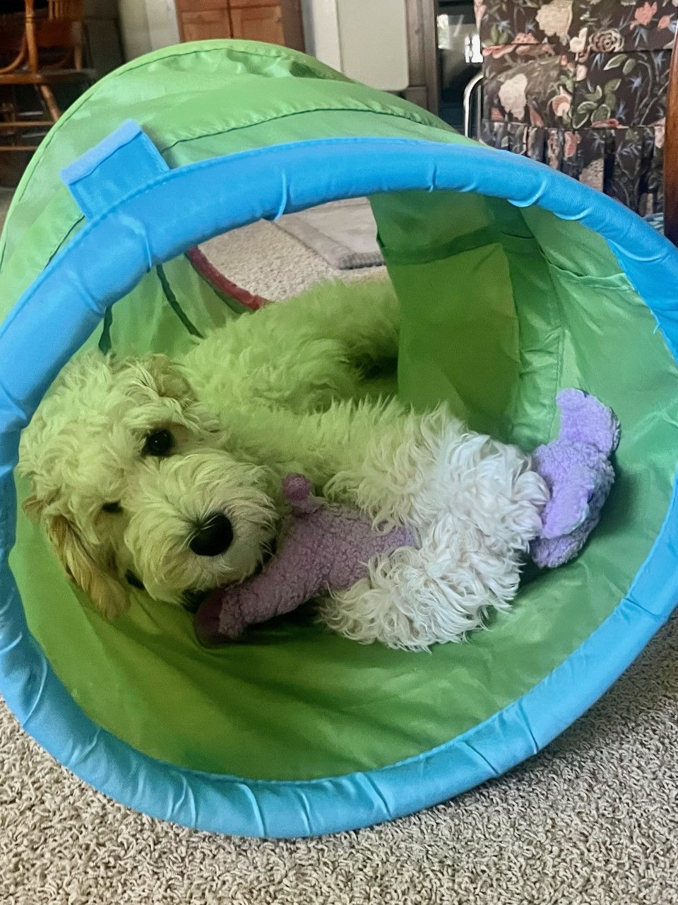 Riley in tunnel