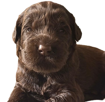 Chocolate Puppy 2 weeks_edited.png