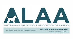 Whimsical ALAA LOGO 2026 (1).png