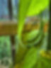 indoor greenbeans.jpg