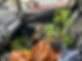 IMG_3087.JPEG