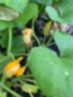 IMG_5759.JPEG