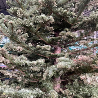 Dendro-series: Tree of the month –Christmas Tree