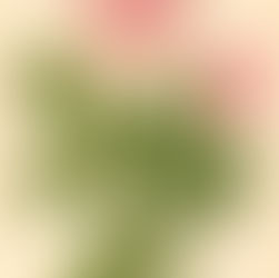 Why is rose considered the symbol of love?