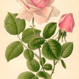 Why is rose considered the symbol of love?