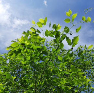Dendro-series! Tree of the month: Indian Rosewood