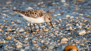 Ameaça crescente: subida do nível do mar compromete o futuro das aves limícolas migratórias