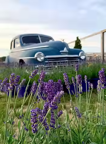 Lavender Festival at Waterdrinker Farm