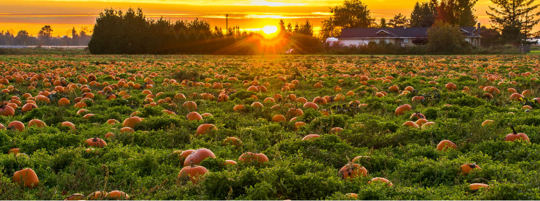 Pumpkin Picking on Long Island