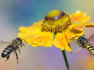 Wasps vs. Bees: How to Handle Stinging Insects Safely