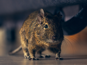 Why Rodent Prevention Is Import In Early Fall