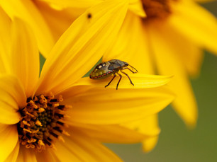 How Landscaping Around Buildings Can Attract Pests