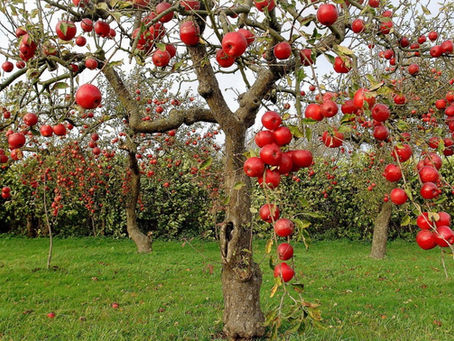A Letter from the Orchard-Keeper