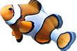 clown%20fish_edited.png