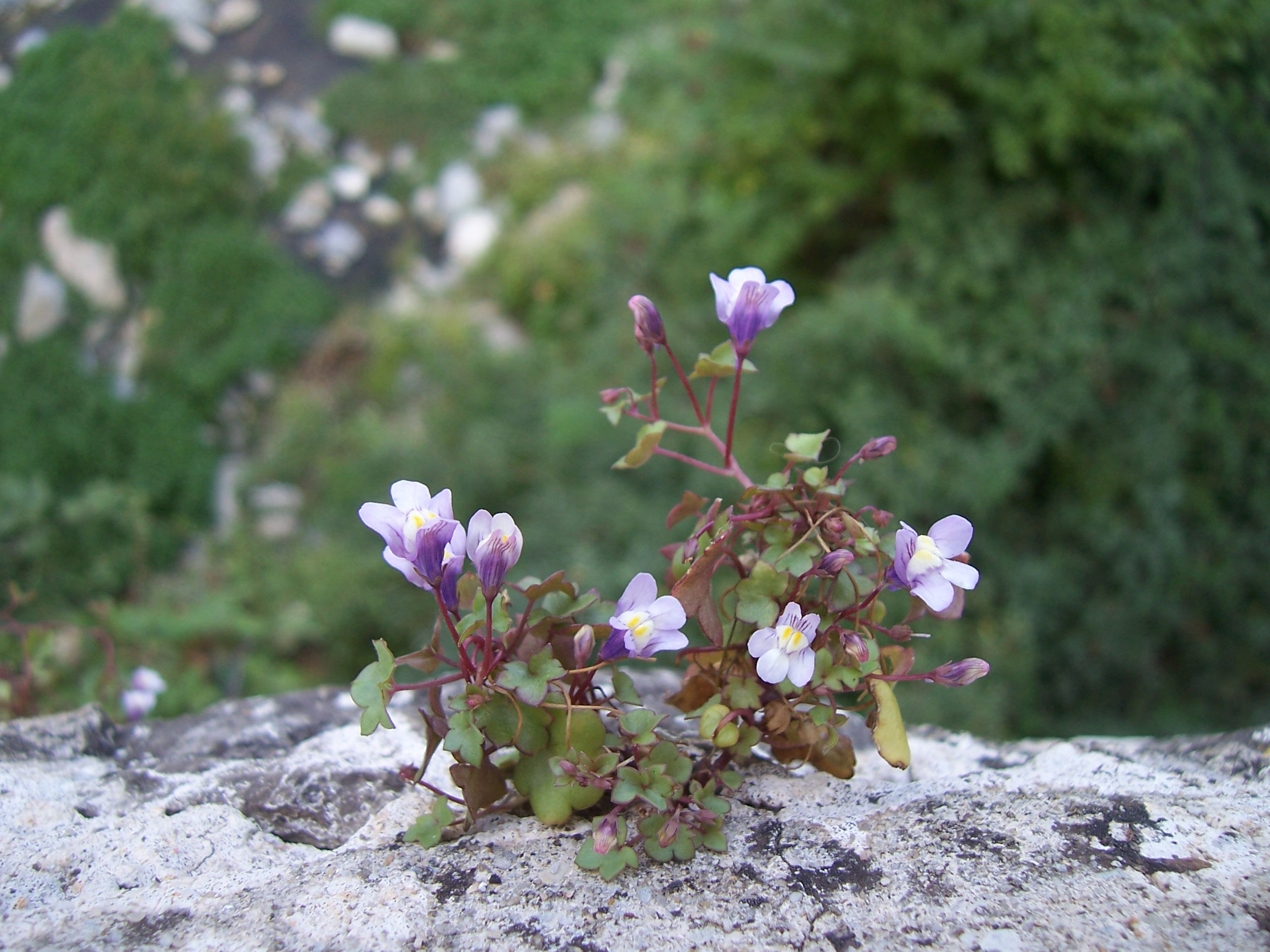 Euphraise/ attention au moment présent