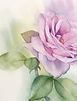 water colour_edited.jpg