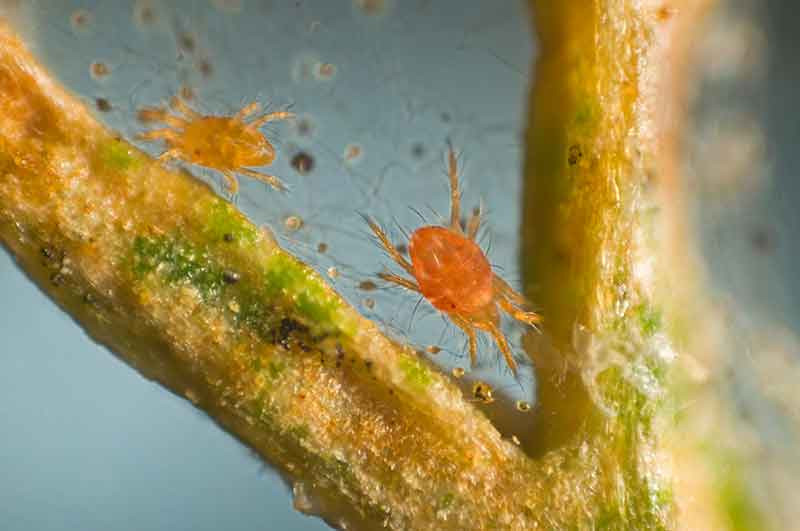 Spider Mite in plant node