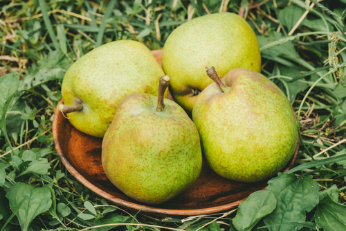 贈答用】山形県産 ラフランス 3キロ箱 『送料無料』 | やまのカタチ