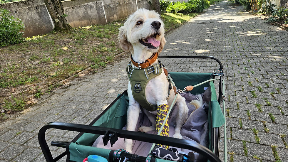 Oskar gefällt es gefahren zu werden :)