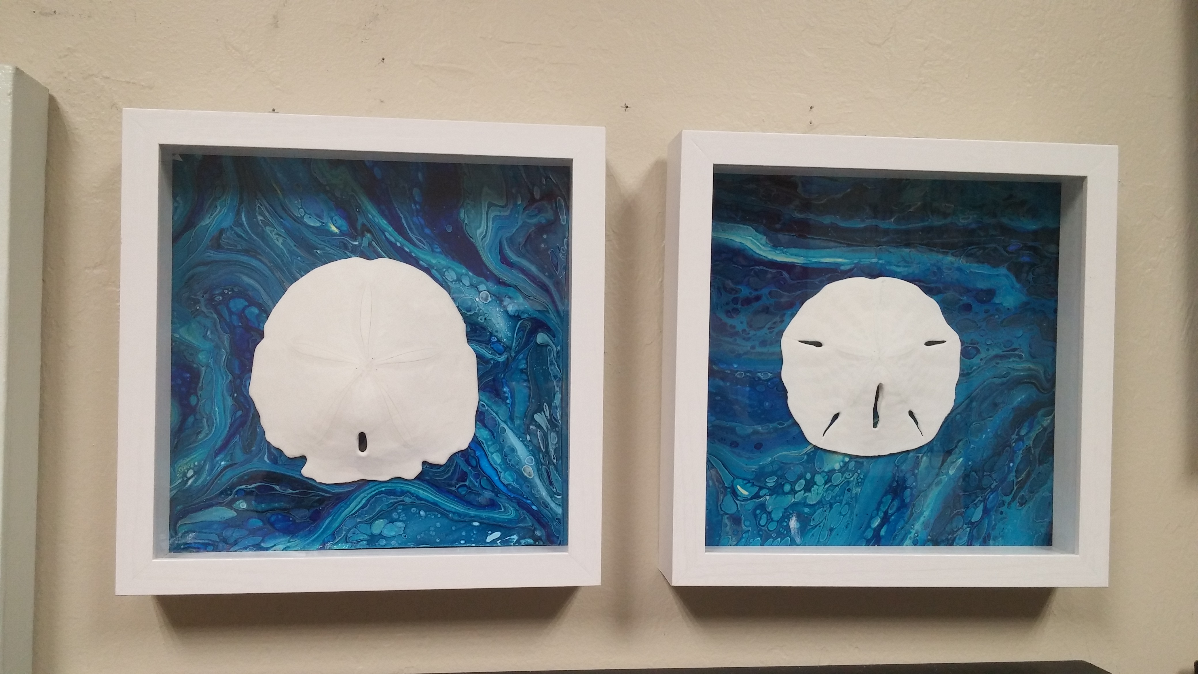 Sand Dollars